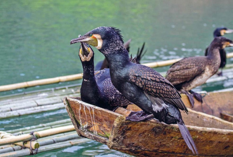 Иллюстрация к книге — Белый медведь в стране драконов [_195.jpg]