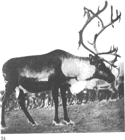 Иллюстрация к книге — Лапландцы. Охотники за северными оленями [i_080.jpg]