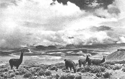 Иллюстрация к книге — Перу. От ранних охотников до империи инков [i_016.jpg]