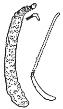 Иллюстрация к книге — Балты. Люди янтарного моря [i_042.jpg]