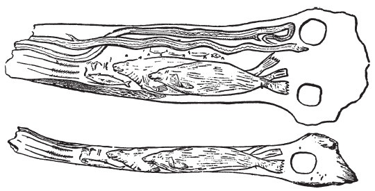 Иллюстрация к книге — Первобытные люди. Быт, религия, культура [i_051.jpg]