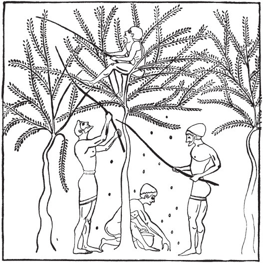 Иллюстрация к книге — Гомеровская Греция. Быт, религия, культура [i_020.jpg]