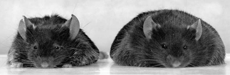 Иллюстрация к книге — Все в твоей голове. Экстремальные испытания возможностей человеческого тела и разума [i_002.jpg]