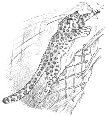 Иллюстрация к книге — Рождественские истории. Девочка из лунного света [i_039.jpg]