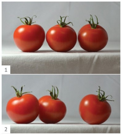 Иллюстрация к книге — Ни дня без кисти. Как рисовать часто и понемногу, сохранять свежий взгляд, не бояться экспериментов, быть уверенным и свободным в творчестве [i_168.jpg]