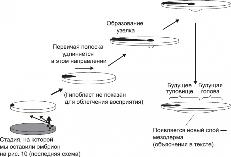 Иллюстрация к книге — Онтогенез. От клетки до человека [_11.jpg]