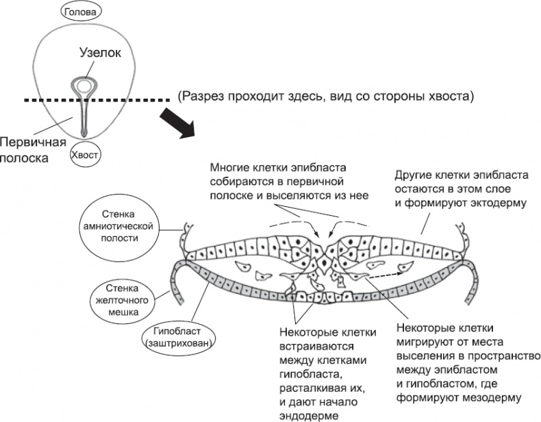 Иллюстрация к книге — Онтогенез. От клетки до человека [_12.jpg]