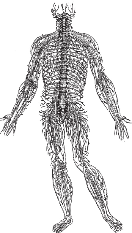 Иллюстрация к книге — Онтогенез. От клетки до человека [_15.jpg]