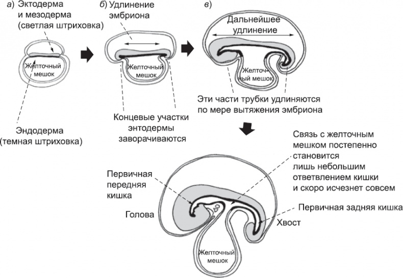 Иллюстрация к книге — Онтогенез. От клетки до человека [_20.jpg]