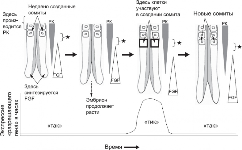Иллюстрация к книге — Онтогенез. От клетки до человека [_27.jpg]
