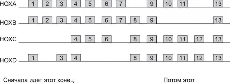 Иллюстрация к книге — Онтогенез. От клетки до человека [_28.jpg]