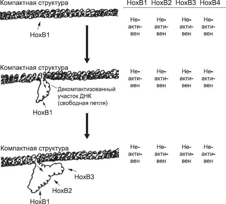 Иллюстрация к книге — Онтогенез. От клетки до человека [_29.jpg]