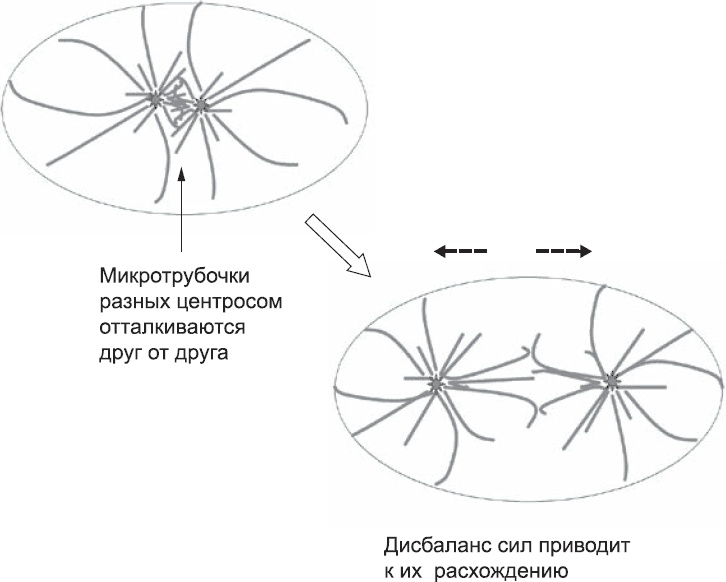 Иллюстрация к книге — Онтогенез. От клетки до человека [_5.jpg]