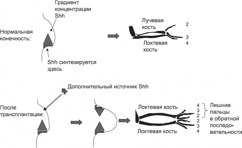 Иллюстрация к книге — Онтогенез. От клетки до человека [_55.jpg]