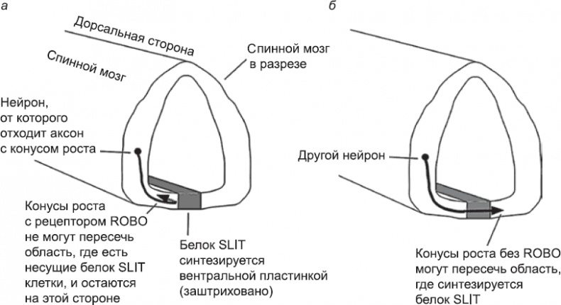 Иллюстрация к книге — Онтогенез. От клетки до человека [_66.jpg]