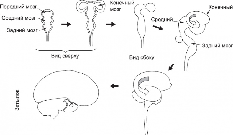 Иллюстрация к книге — Онтогенез. От клетки до человека [_71.jpg]