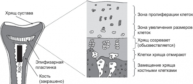 Иллюстрация к книге — Онтогенез. От клетки до человека [_75.jpg]