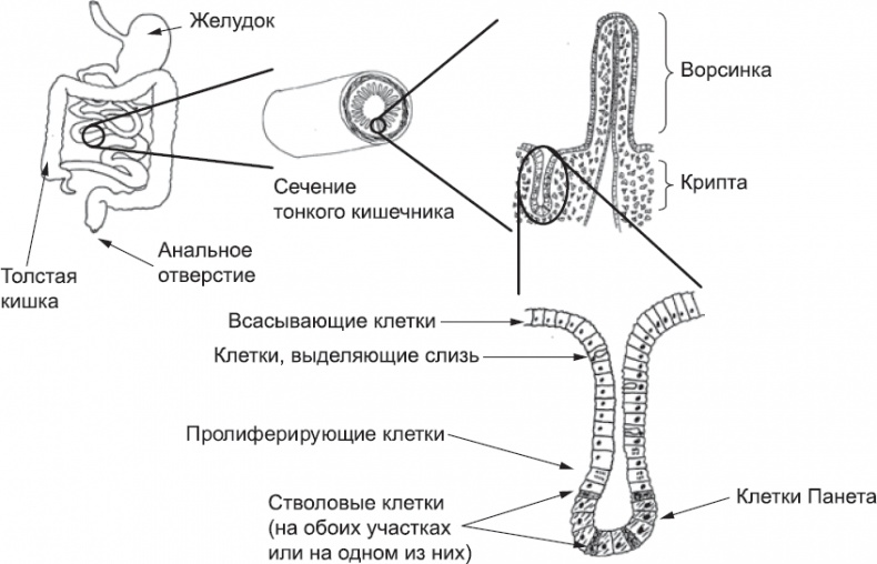 Иллюстрация к книге — Онтогенез. От клетки до человека [_81.jpg]