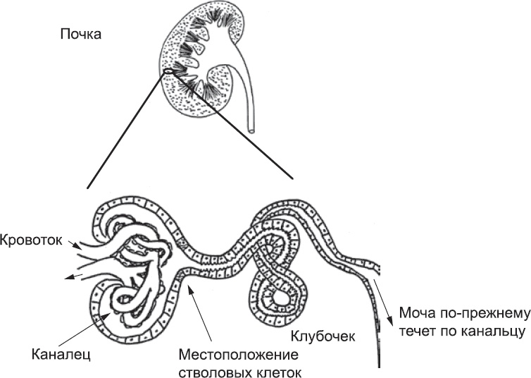 Иллюстрация к книге — Онтогенез. От клетки до человека [_83.jpg]