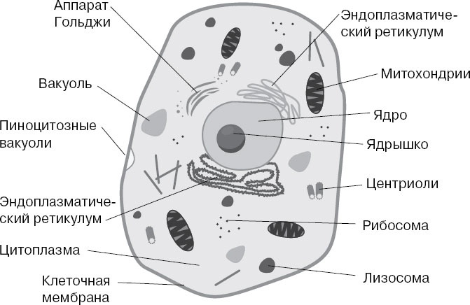 Иллюстрация к книге — Анатомия на пальцах [_1.jpg]
