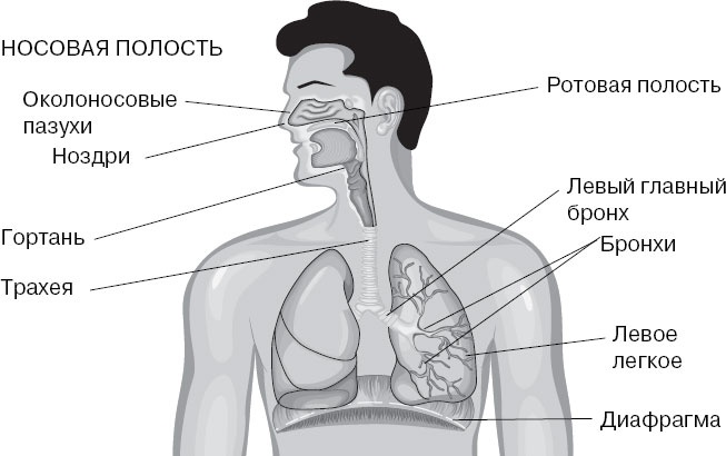 Иллюстрация к книге — Анатомия на пальцах [_100.jpg]