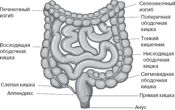 Иллюстрация к книге — Анатомия на пальцах [_102.jpg]