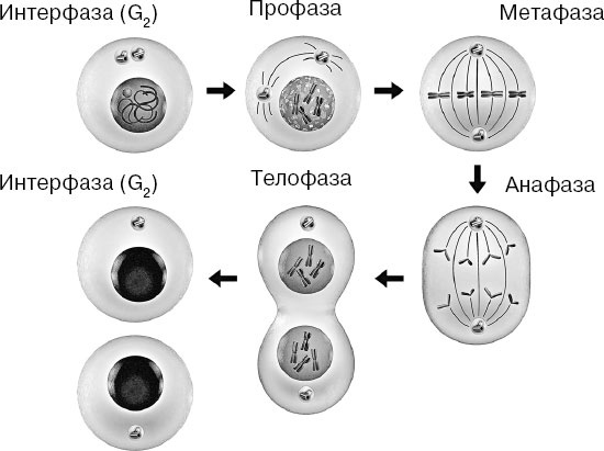 Иллюстрация к книге — Анатомия на пальцах [_11.jpg]