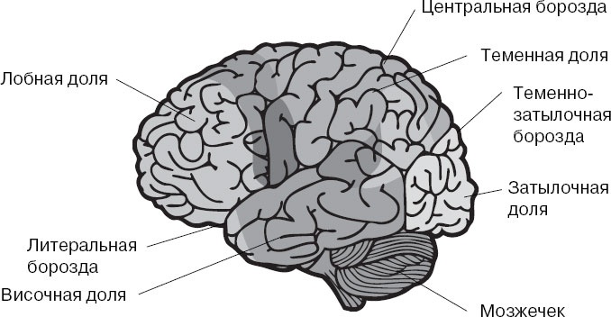 Иллюстрация к книге — Анатомия на пальцах [_115.jpg]