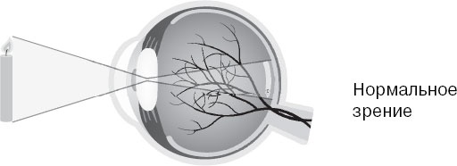 Иллюстрация к книге — Анатомия на пальцах [_135.jpg]