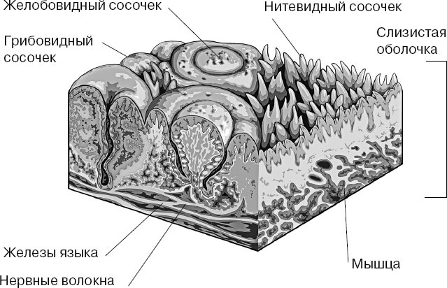 Иллюстрация к книге — Анатомия на пальцах [_144.jpg]