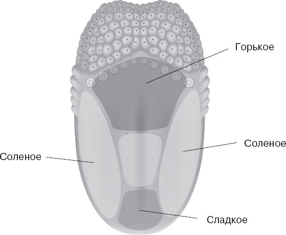 Иллюстрация к книге — Анатомия на пальцах [_145.jpg]