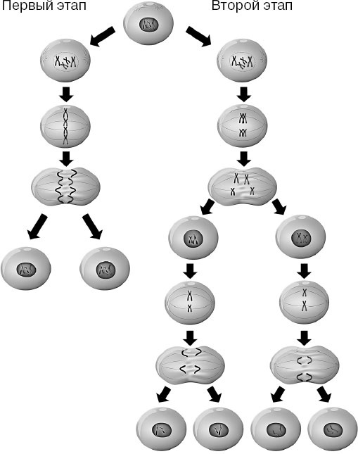 Иллюстрация к книге — Анатомия на пальцах [_15.jpg]