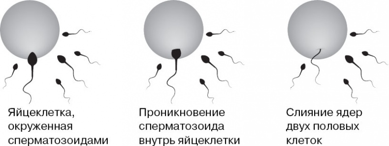 Иллюстрация к книге — Анатомия на пальцах [_150.jpg]