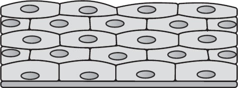 Иллюстрация к книге — Анатомия на пальцах [_18.jpg]