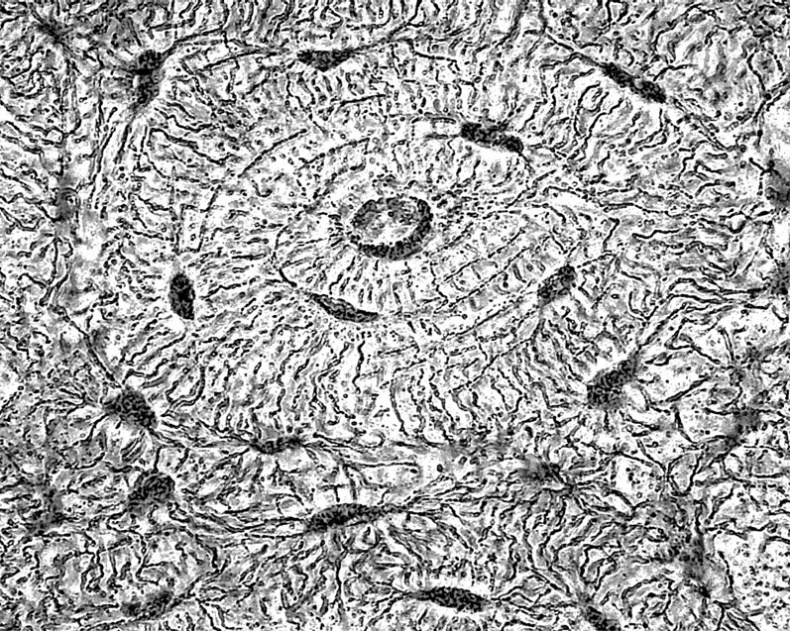 Иллюстрация к книге — Анатомия на пальцах [_21.jpg]