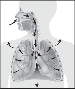 Иллюстрация к книге — Анатомия на пальцах [_34.jpg]