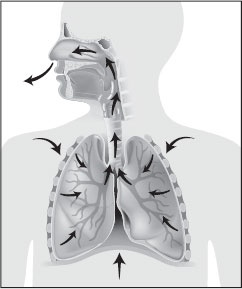Иллюстрация к книге — Анатомия на пальцах [_35.jpg]