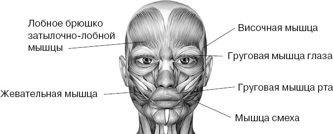 Иллюстрация к книге — Анатомия на пальцах [_64.jpg]