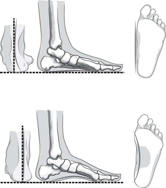 Иллюстрация к книге — Анатомия на пальцах [_68.jpg]