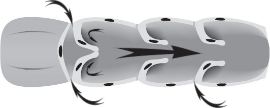 Иллюстрация к книге — Анатомия на пальцах [_77.jpg]