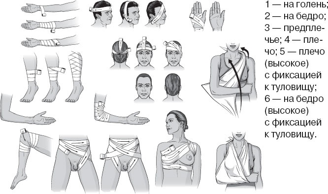 Иллюстрация к книге — Анатомия на пальцах [_80.jpg]