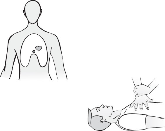 Иллюстрация к книге — Анатомия на пальцах [_87.jpg]
