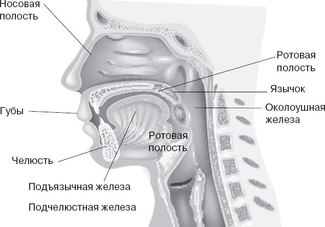 Иллюстрация к книге — Анатомия на пальцах [_97.jpg]