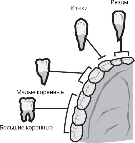 Иллюстрация к книге — Анатомия на пальцах [_98.jpg]