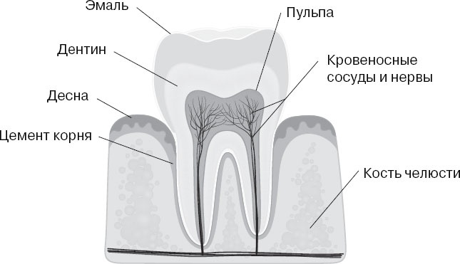 Иллюстрация к книге — Анатомия на пальцах [_99.jpg]