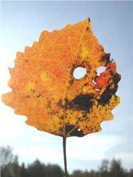 Иллюстрация к книге — Управление Вселенной. Женщина и Вселенная [image16.jpg]