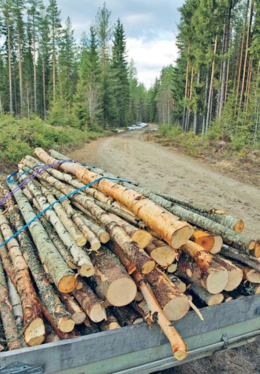 Иллюстрация к книге — Норвежский лес: скандинавский путь к силе и свободе [_067_.jpg]