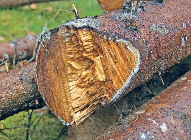 Иллюстрация к книге — Норвежский лес: скандинавский путь к силе и свободе [_081_.jpg]