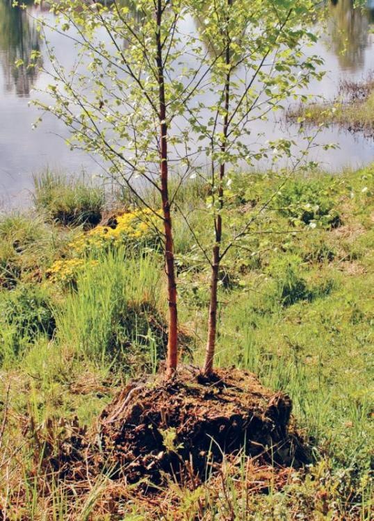 Иллюстрация к книге — Норвежский лес: скандинавский путь к силе и свободе [_092_.jpg]