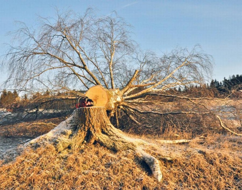 Иллюстрация к книге — Норвежский лес: скандинавский путь к силе и свободе [_157_6.jpg]